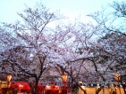 満開よりちょっと前の感じでしょうか、この桜の下、花見の席を広げました。